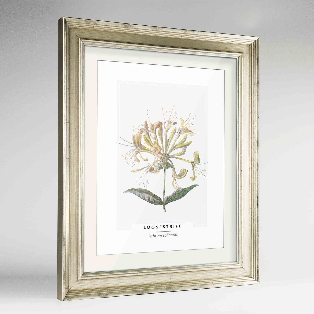 Loosestrife Botanical Art Print - Framed