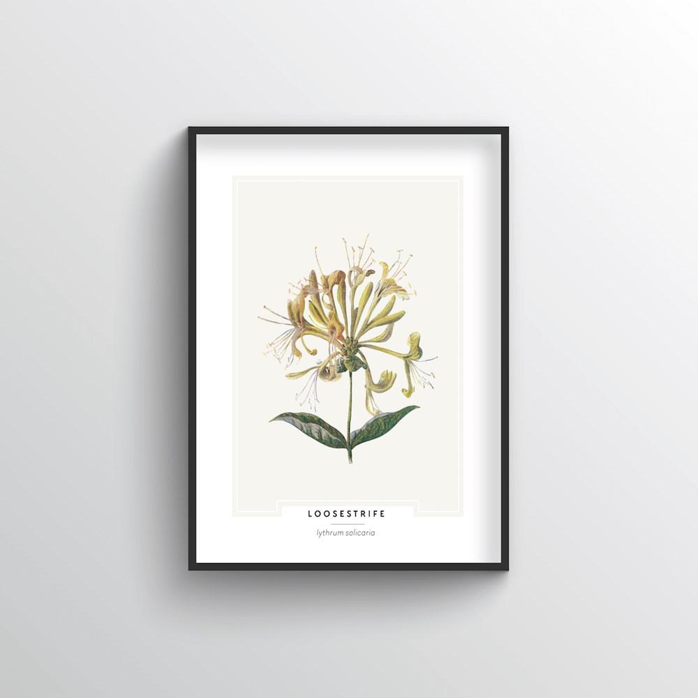 Loosestrife Botanical Art Print