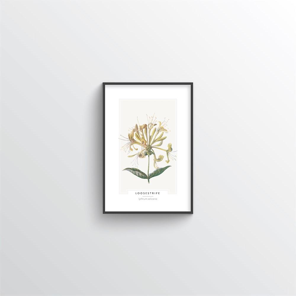 Loosestrife Botanical Art Print