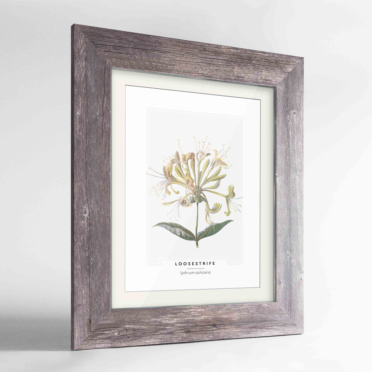 Loosestrife Botanical Art Print - Framed