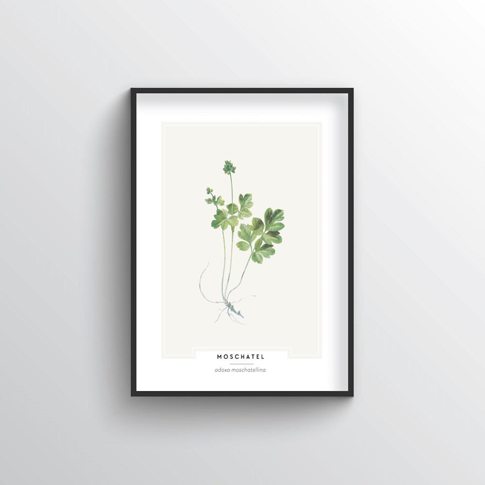 Moschatel Botanical Art Print