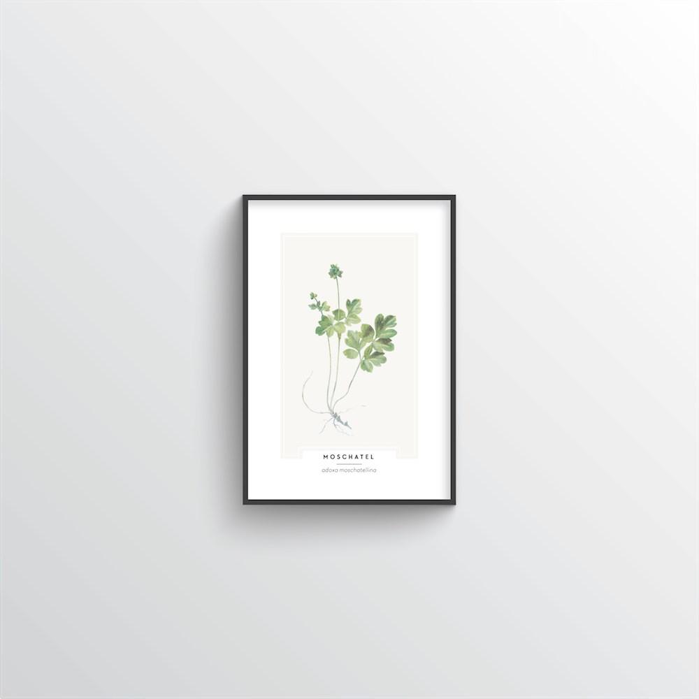 Moschatel Botanical Art Print