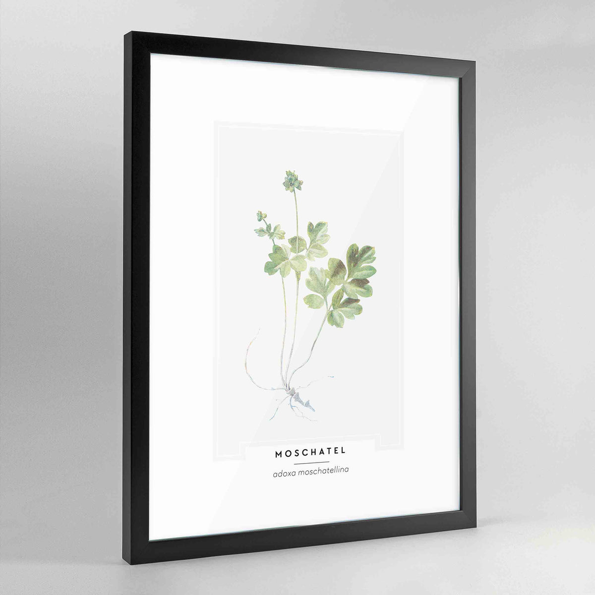 Moschatel Botanical Art Print - Framed