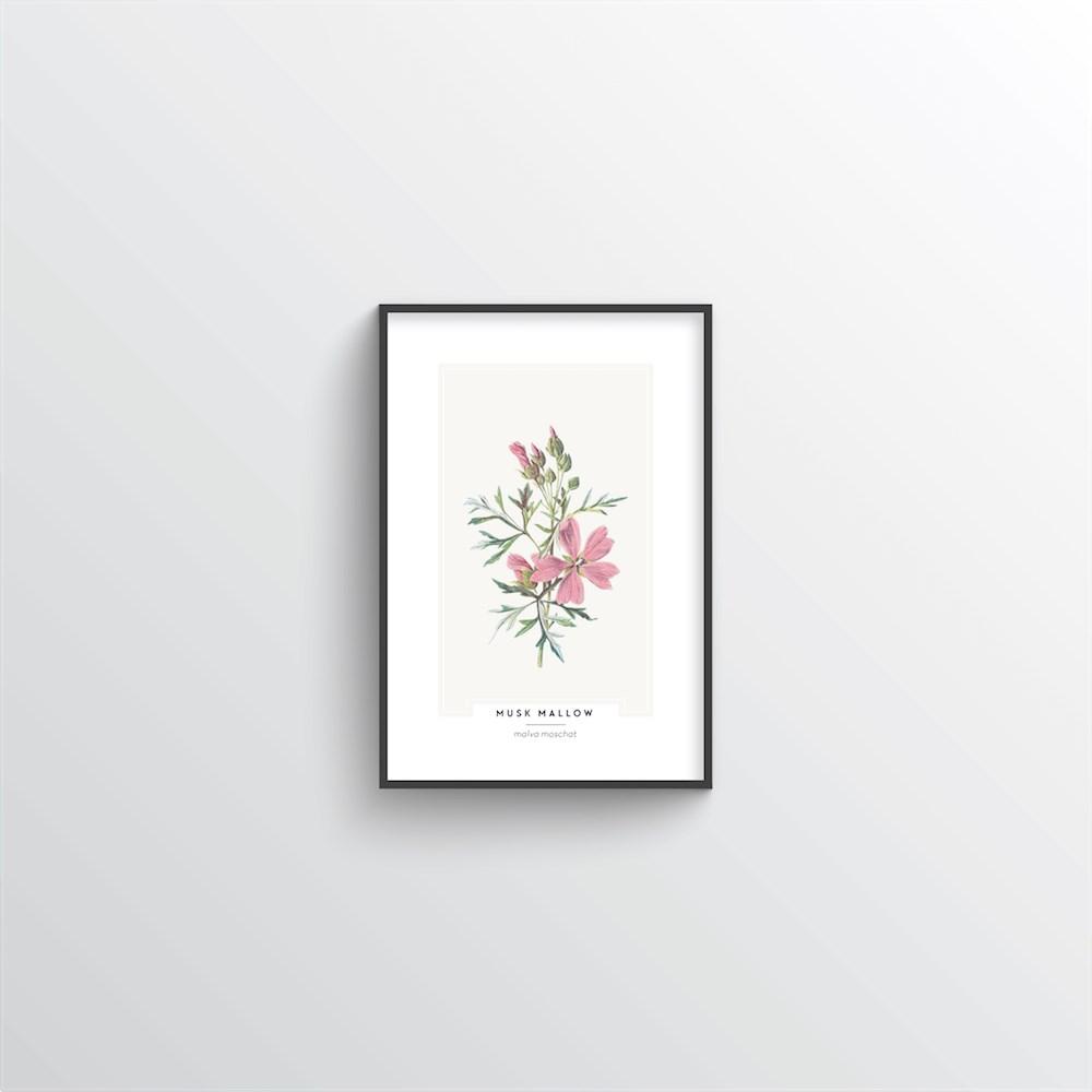 Musk Mallow Botanical Art Print