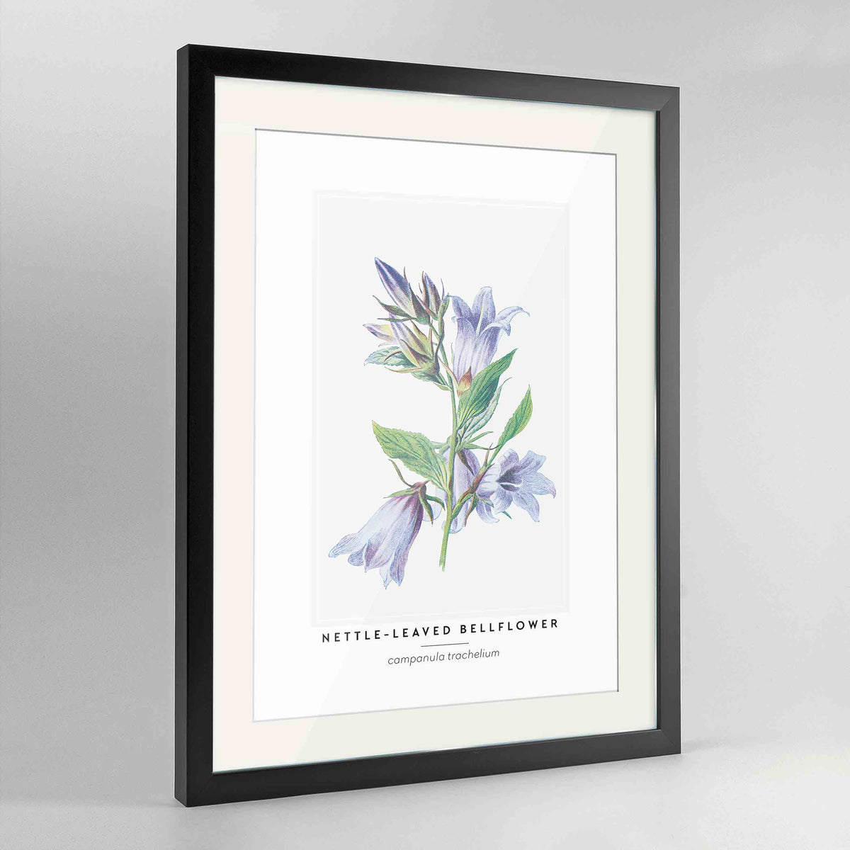 Nettle Leaved Bellflower Botanical Art Print - Framed