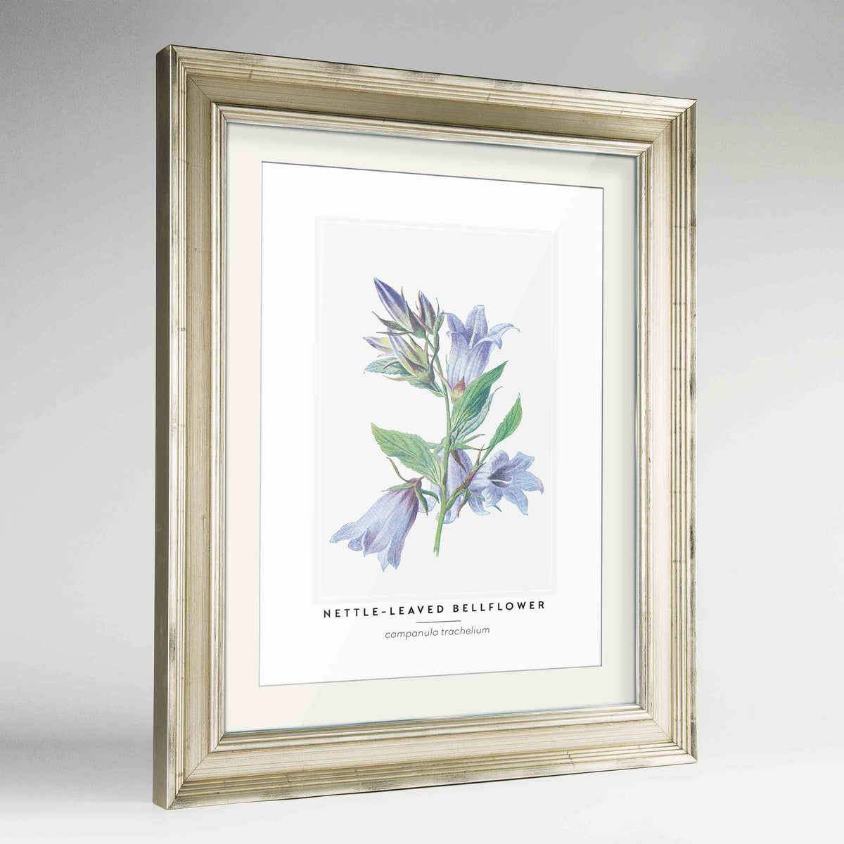 Nettle Leaved Bellflower Botanical Art Print - Framed