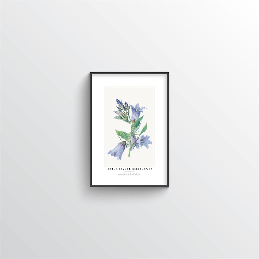 Nettle Leaved Bellflower Botanical Art Print