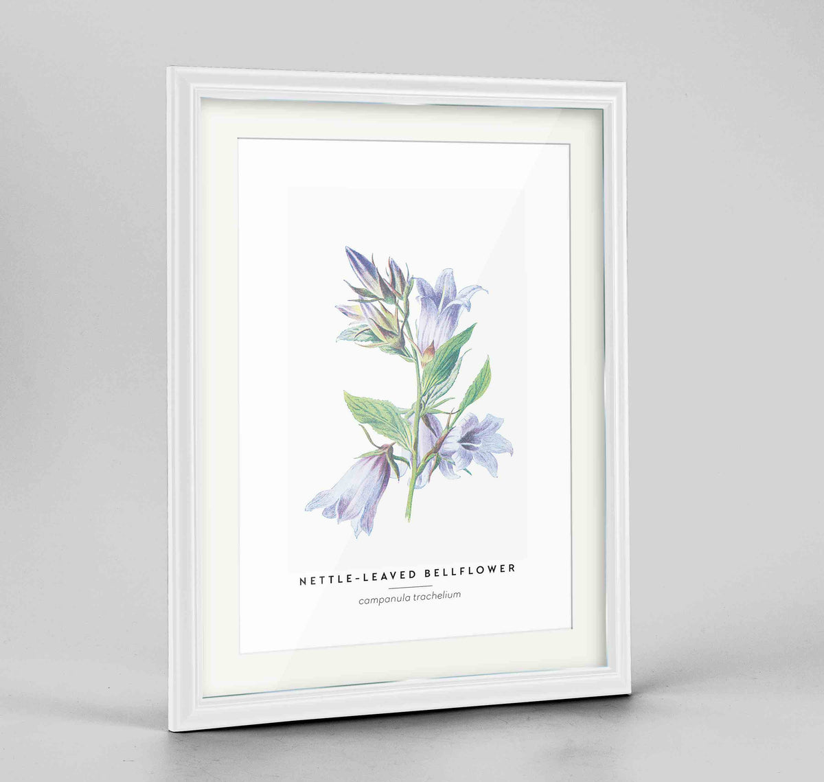 Nettle Leaved Bellflower Botanical Art Print - Framed