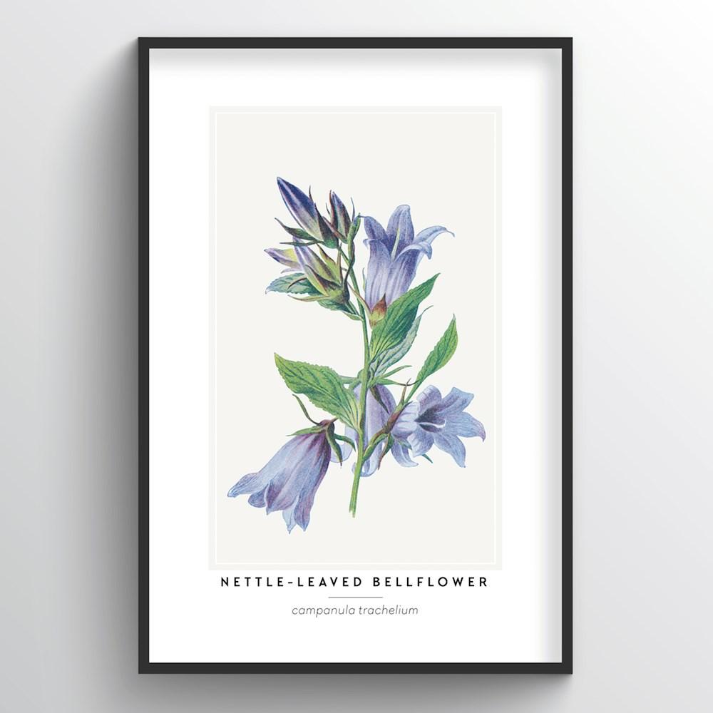 Nettle Leaved Bellflower Botanical Art Print