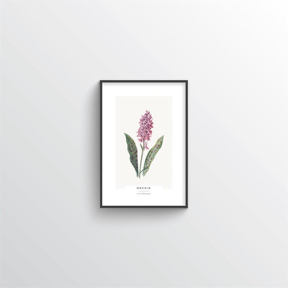Orchid Botanical Art Print