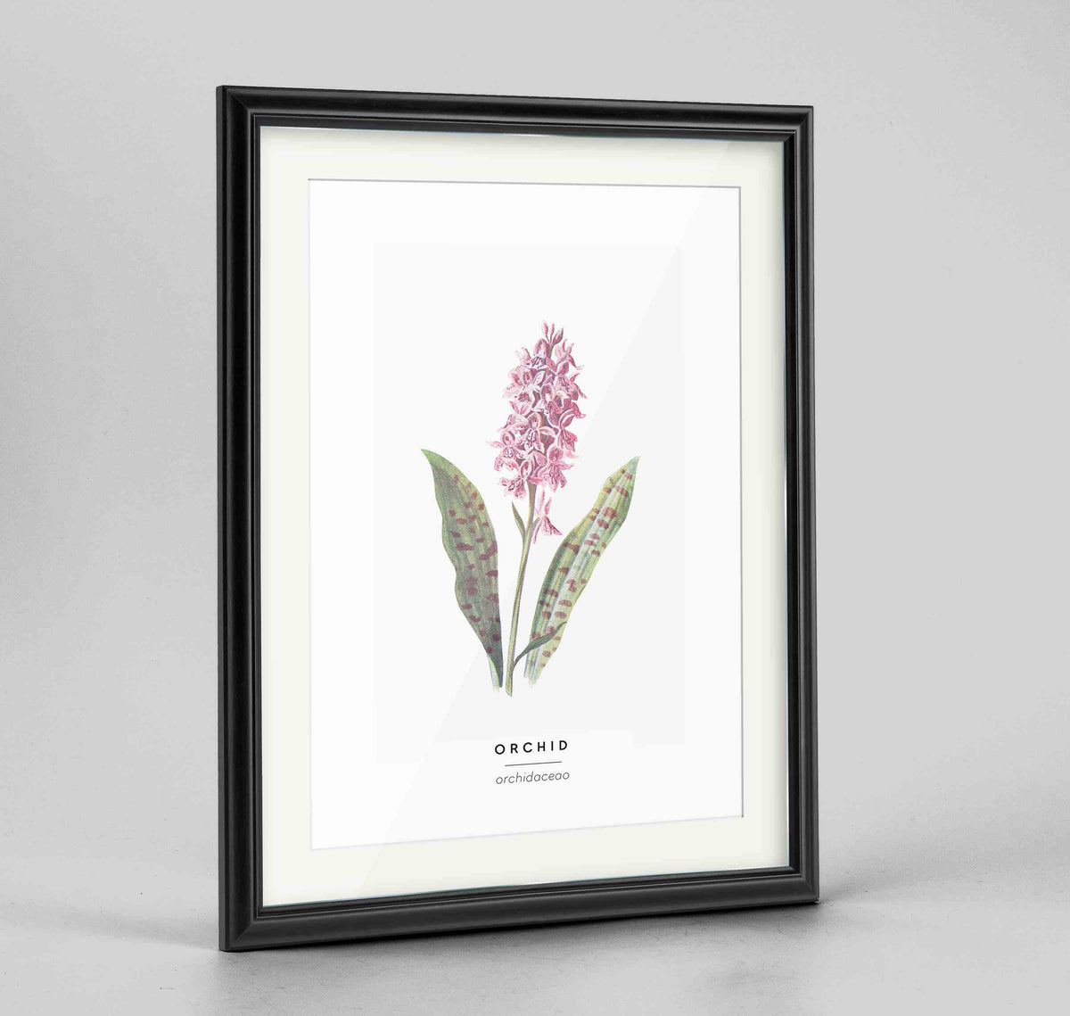 Orchid Botanical Art Print - Framed