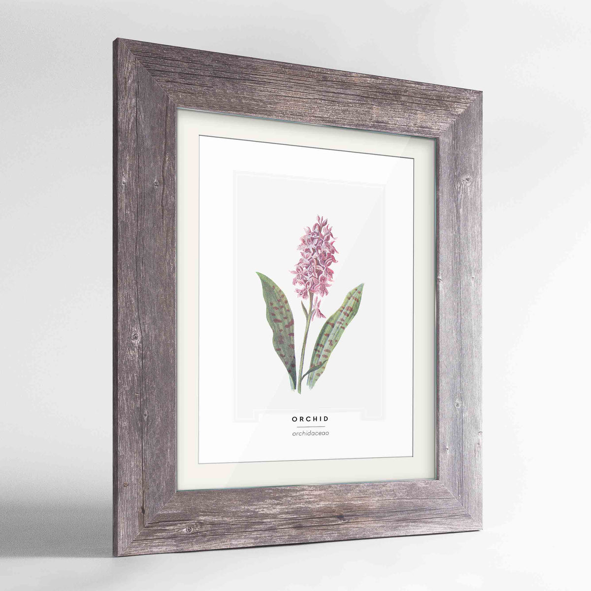 Orchid Botanical Art Print - Framed