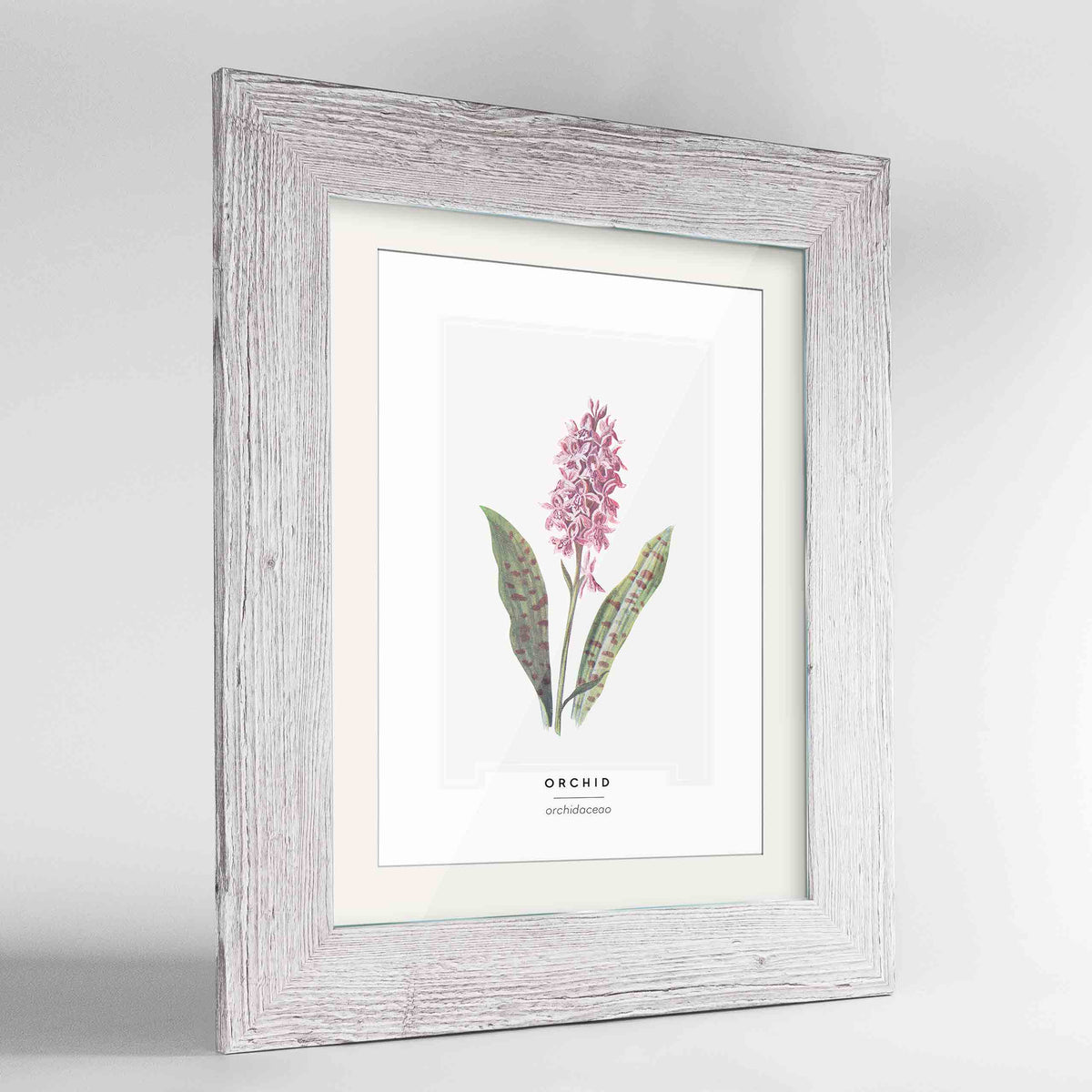 Orchid Botanical Art Print - Framed