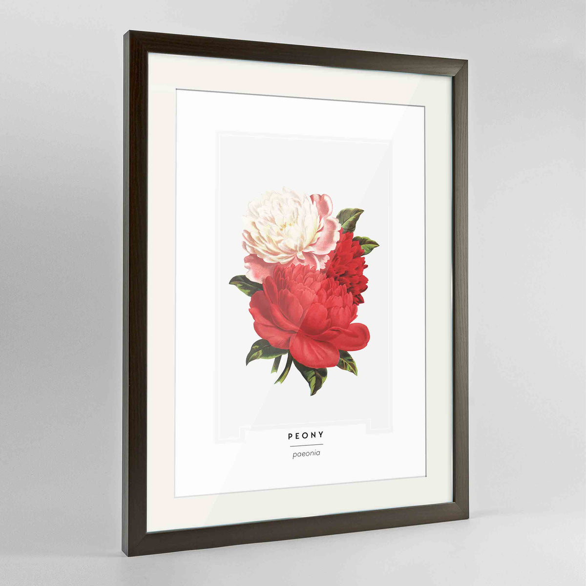 Peony Botanical Art Print - Framed