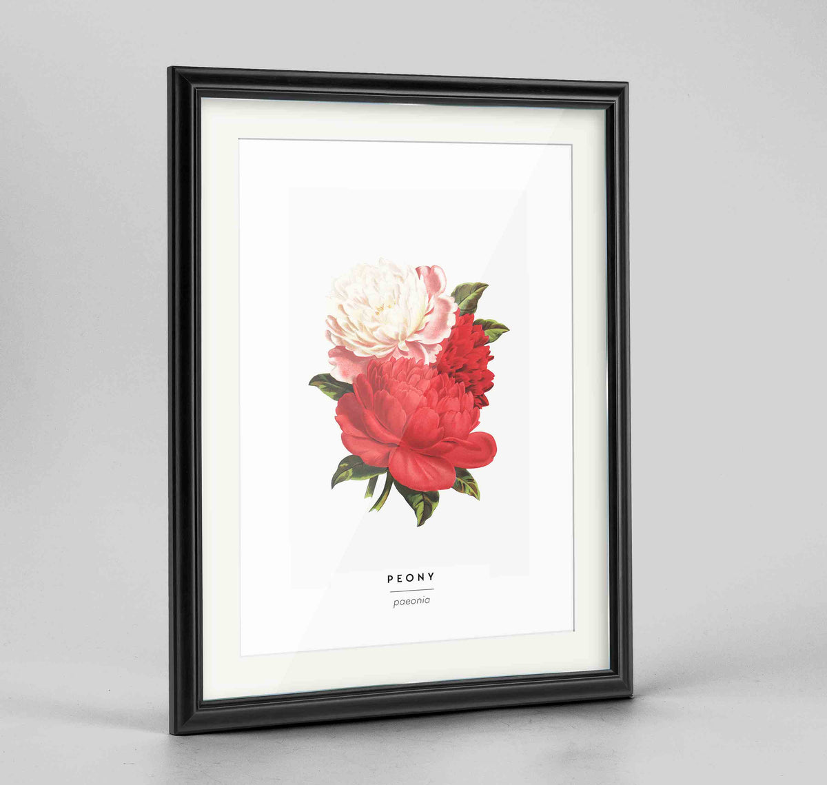 Peony Botanical Art Print - Framed