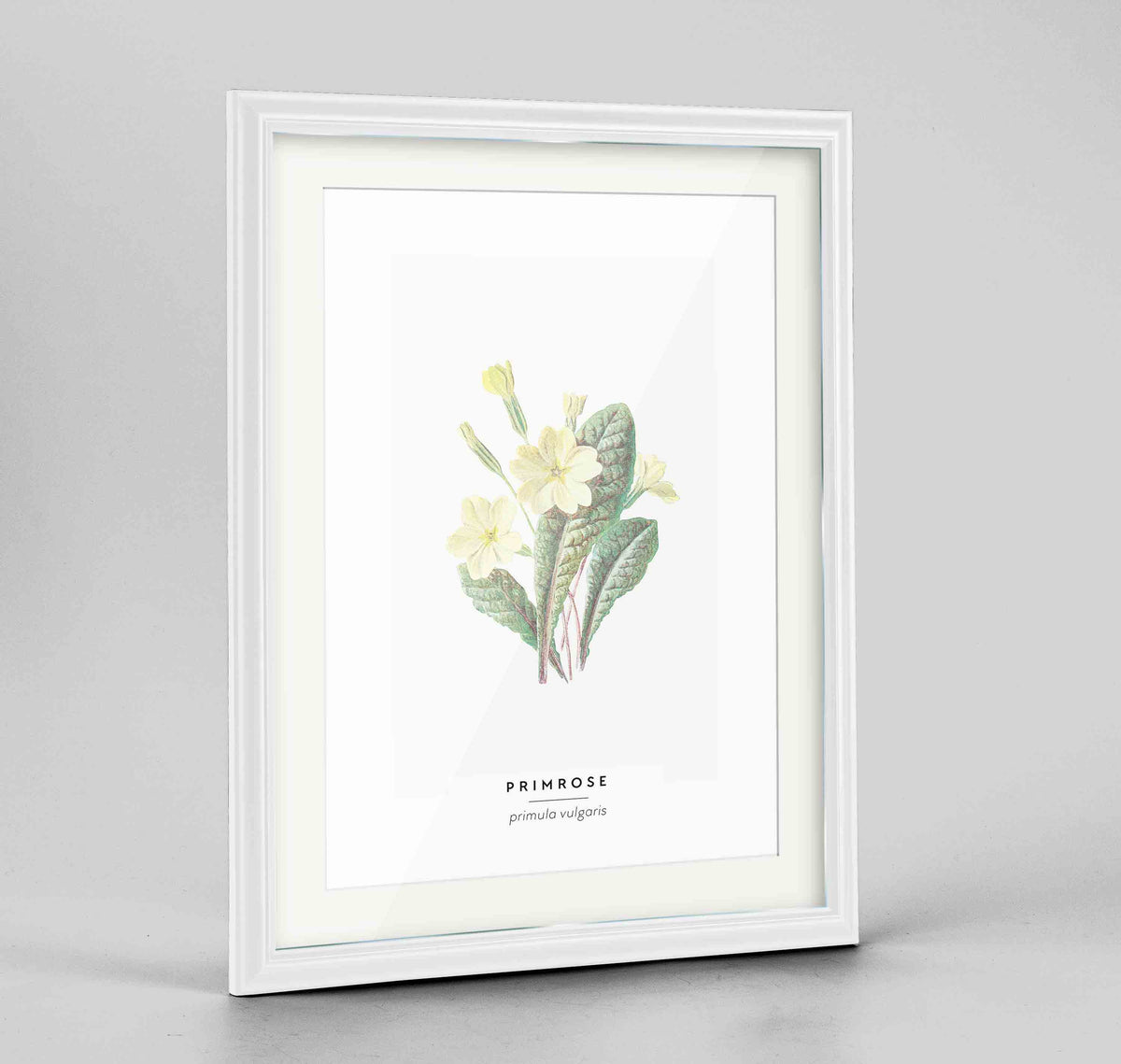 Primrose Botanical Art Print - Framed