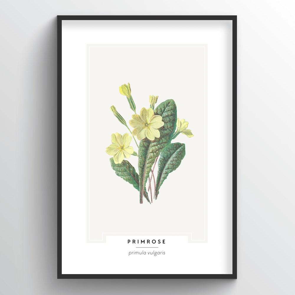 Primrose Botanical Art Print