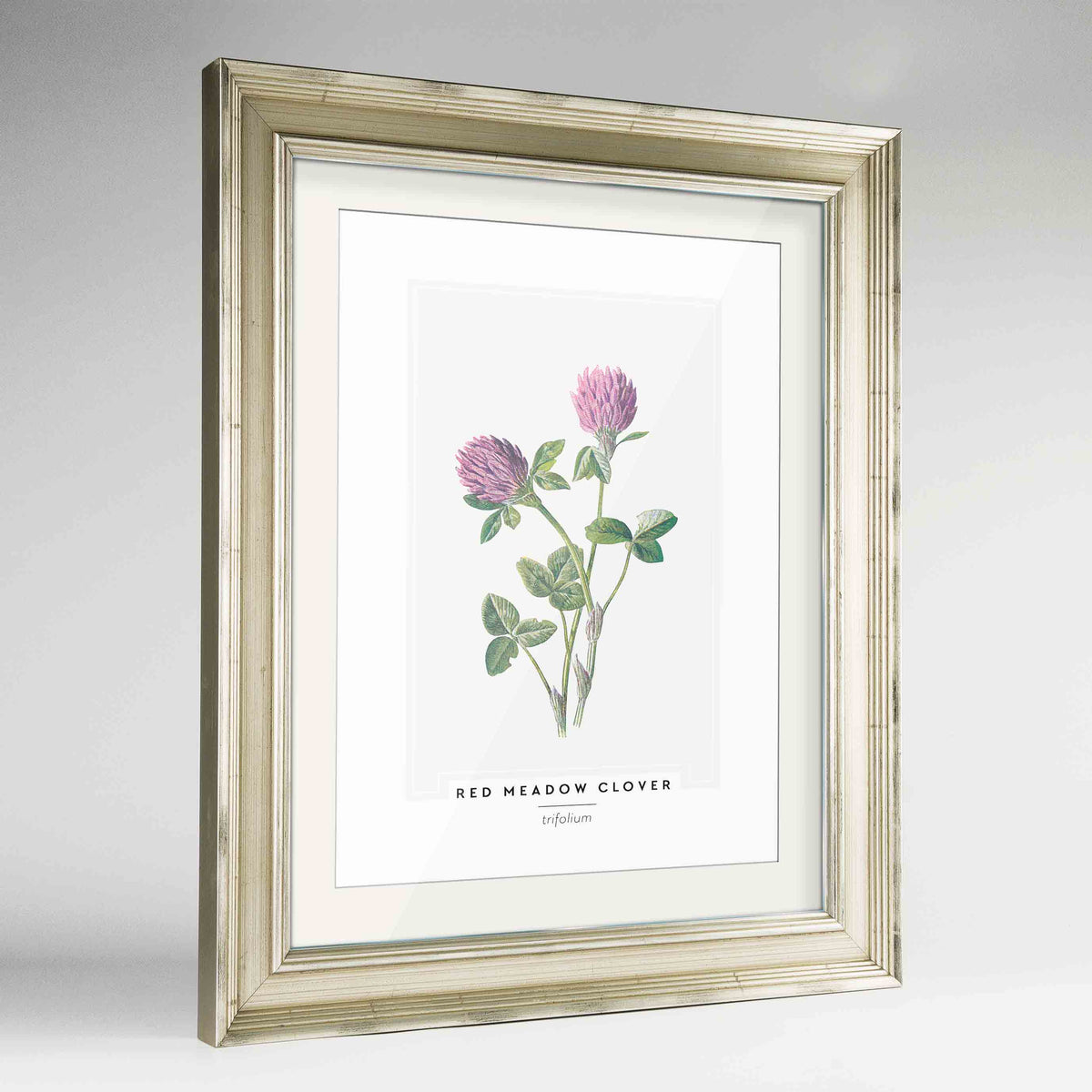Red Meadow Clover Botanical Art Print - Framed