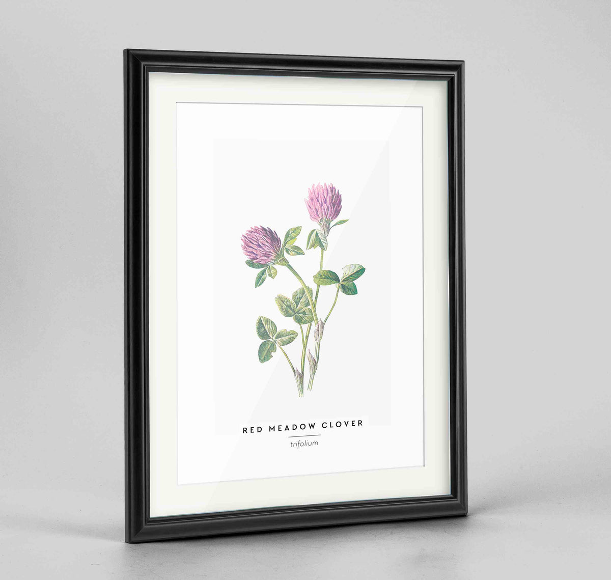 Red Meadow Clover Botanical Art Print - Framed