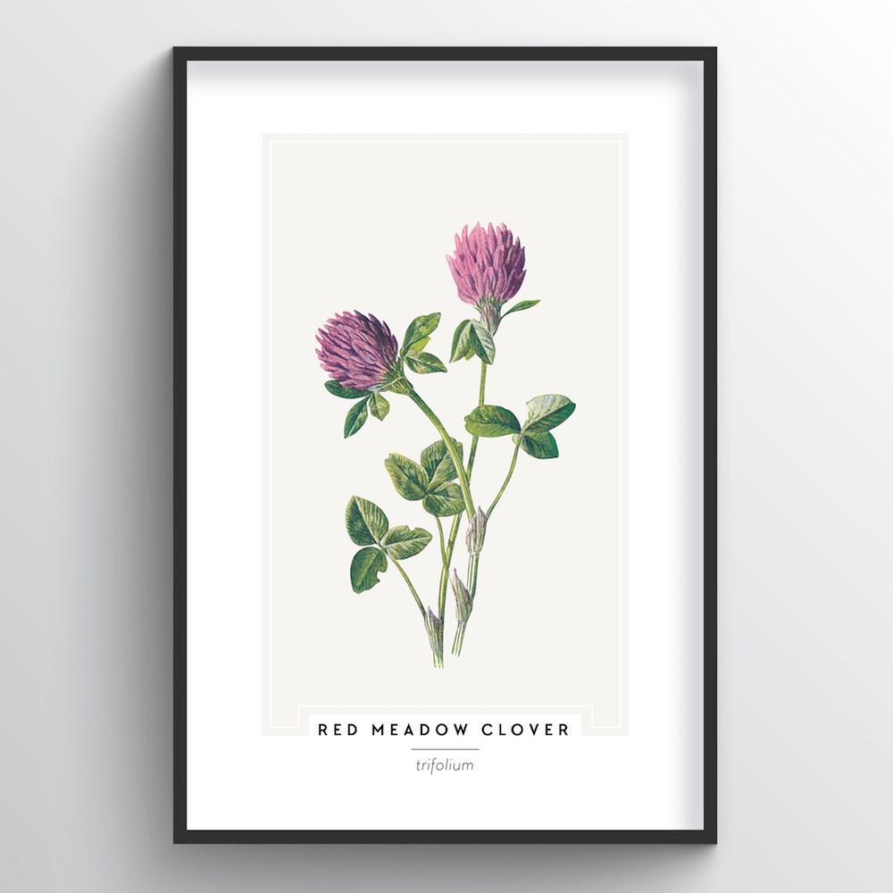 Red Meadow Clover Botanical Art Print