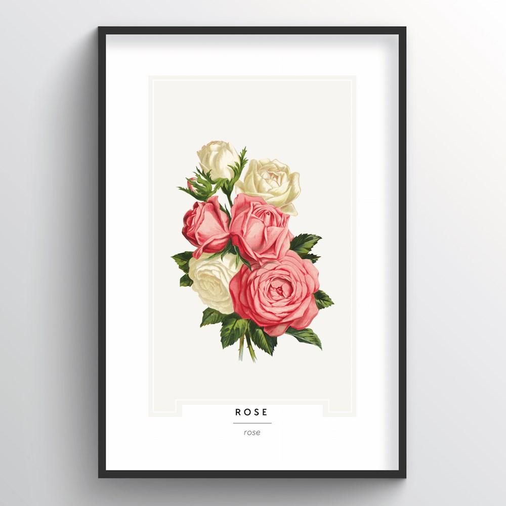 Rose Botanical Art Print