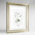 Saxifrage Botanical Art Print - Framed
