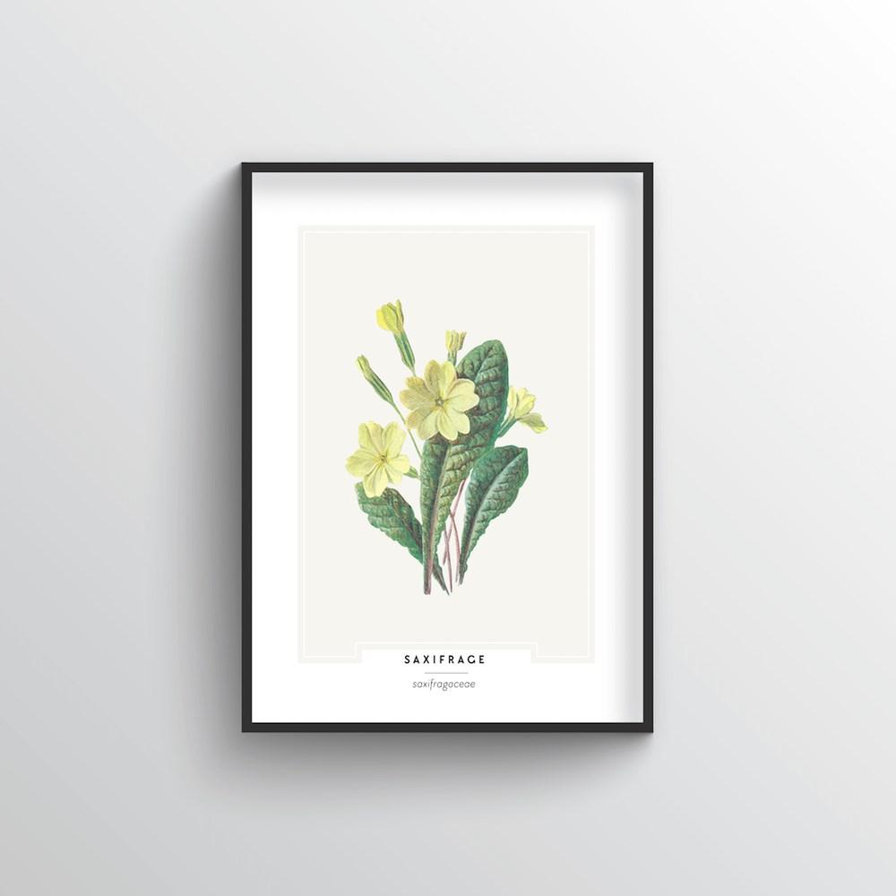 Saxifrage Botanical Art Print