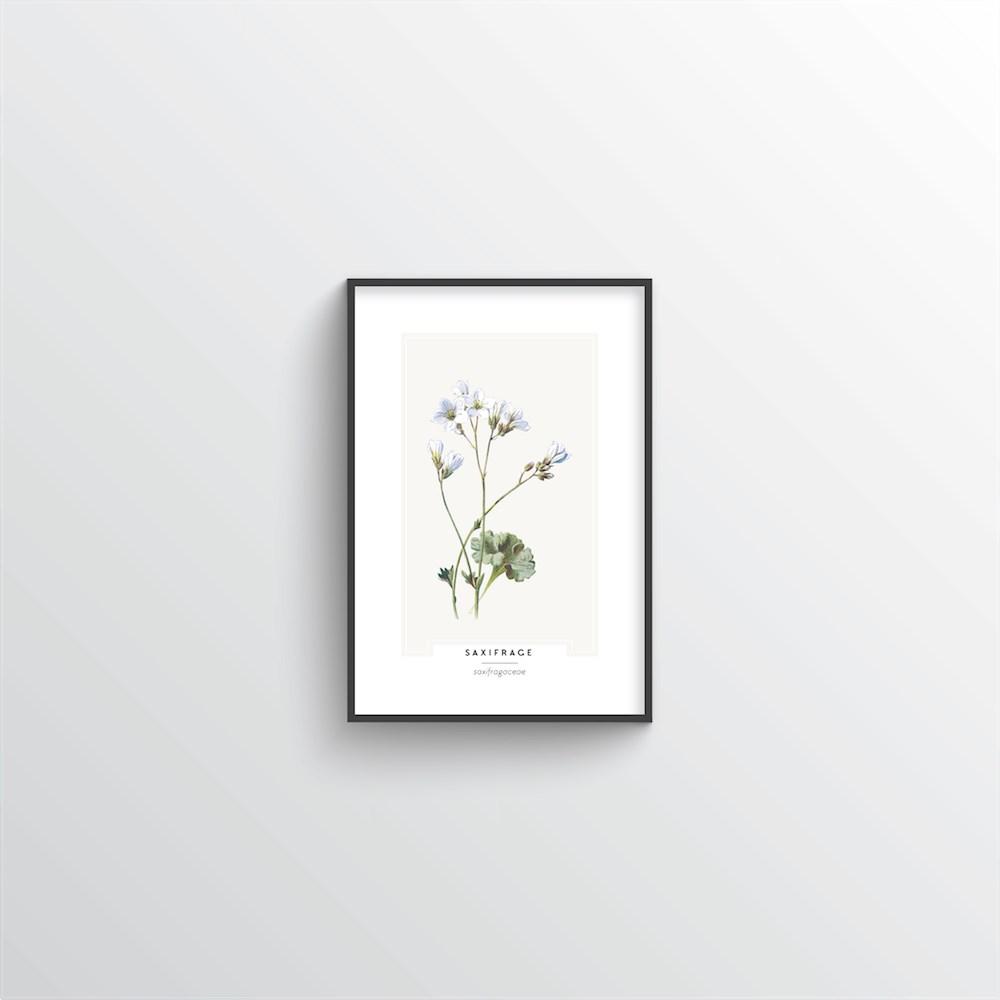 Saxifrage Botanical Art Print