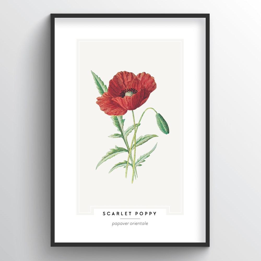 Scarlet Poppy Botanical Art Print