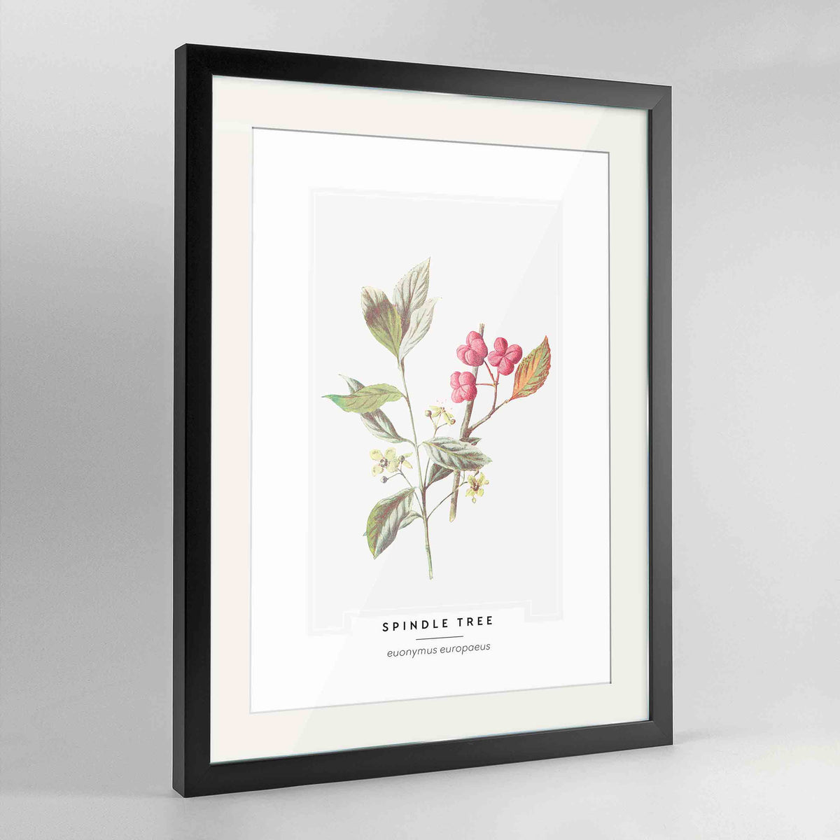 Spindle Tree Botanical Art Print - Framed