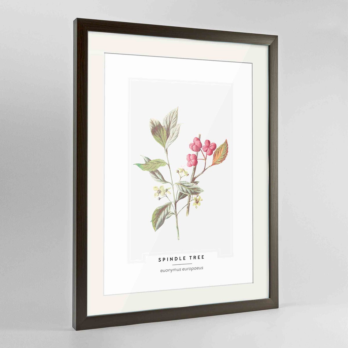 Spindle Tree Botanical Art Print - Framed