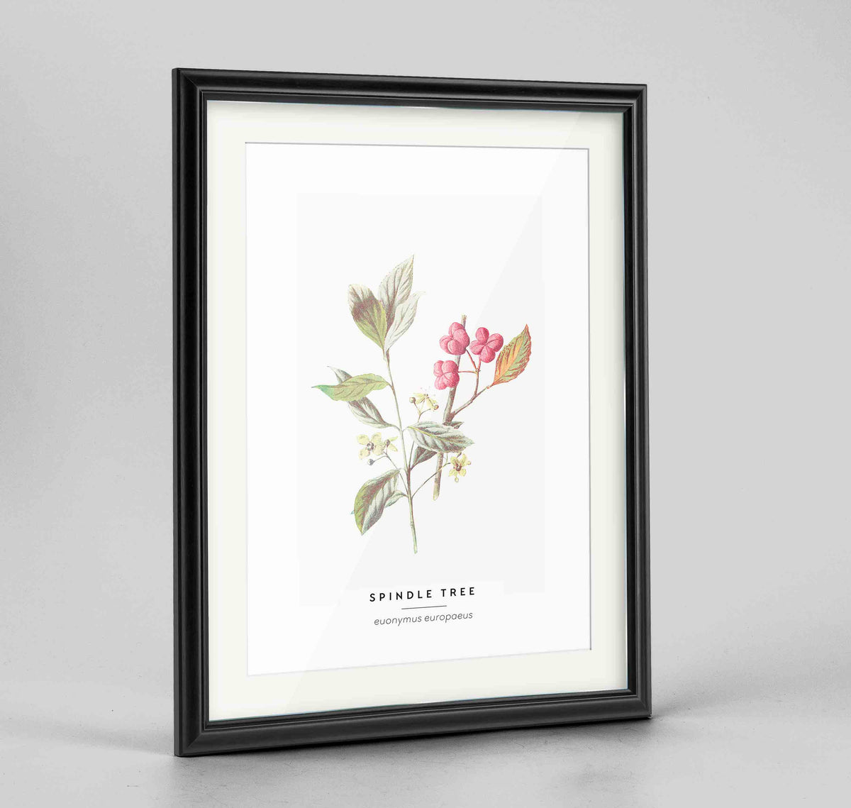 Spindle Tree Botanical Art Print - Framed