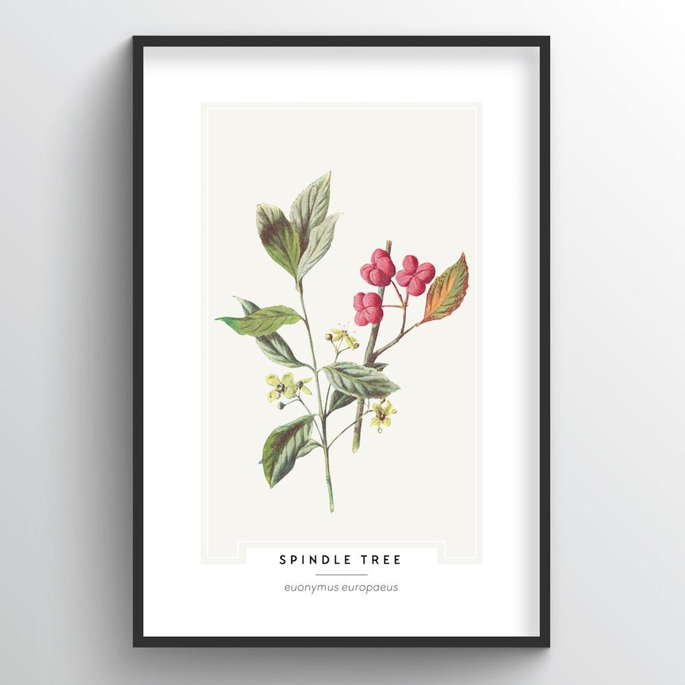 Spindle Tree Botanical Art Print