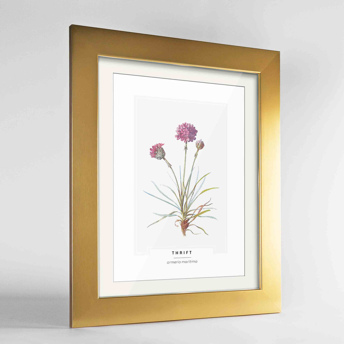 Thrift Botanical Art Print - Framed