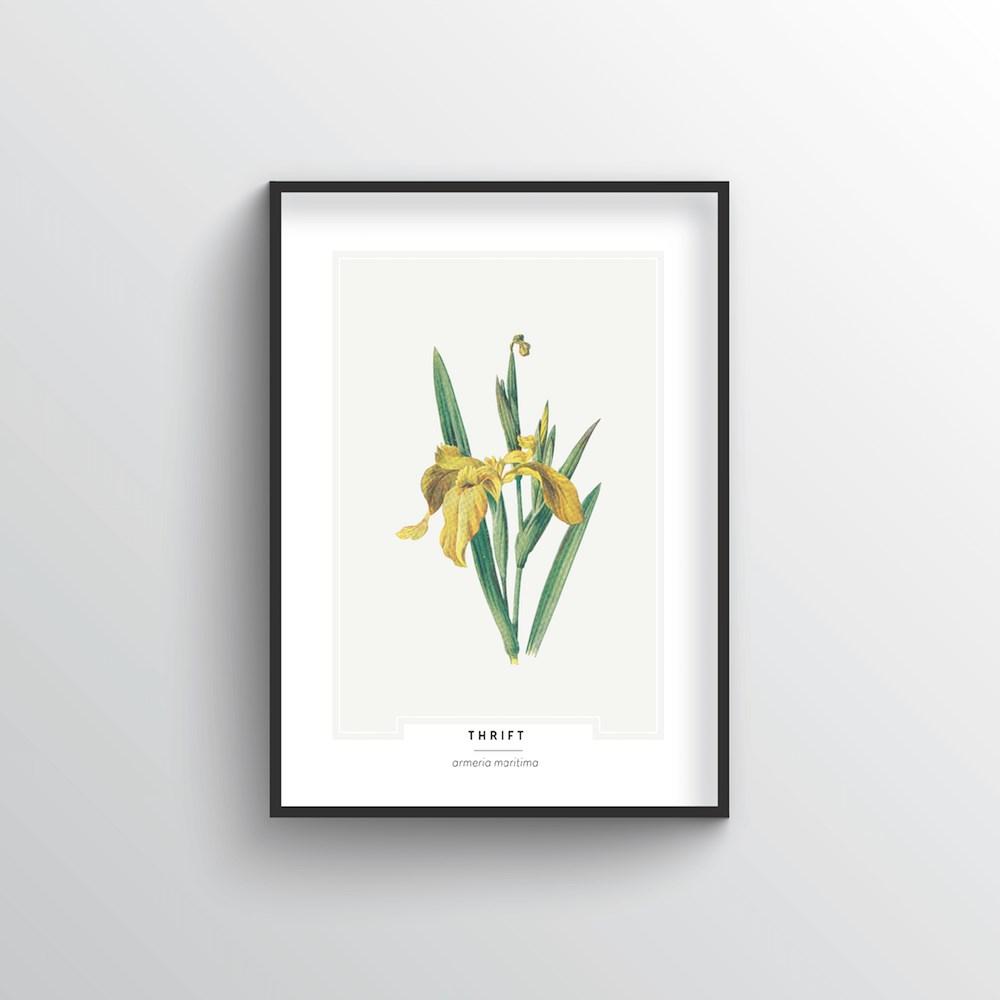 Thrift Botanical Art Print