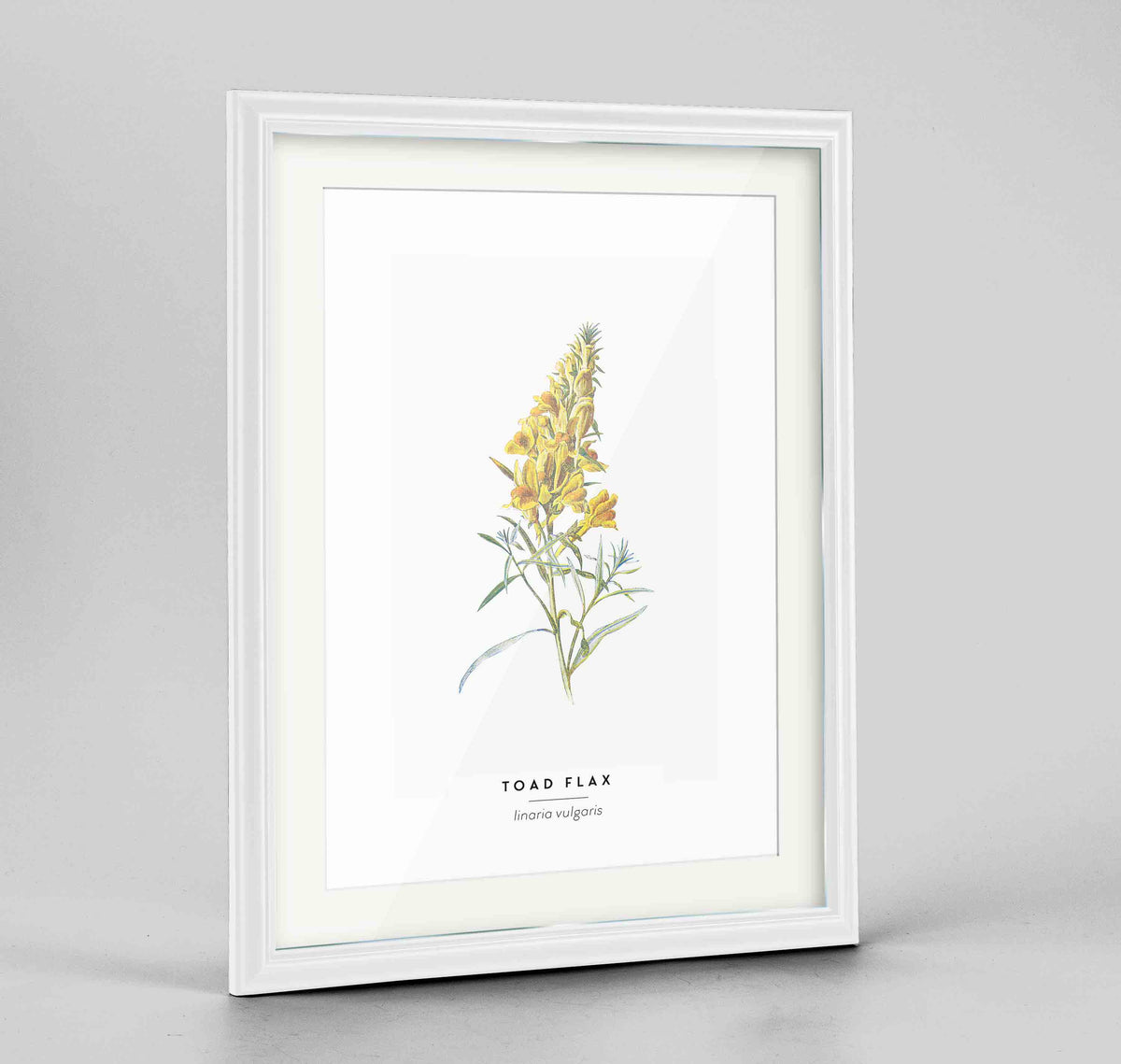 Toad Flax Botanical Art Print - Framed