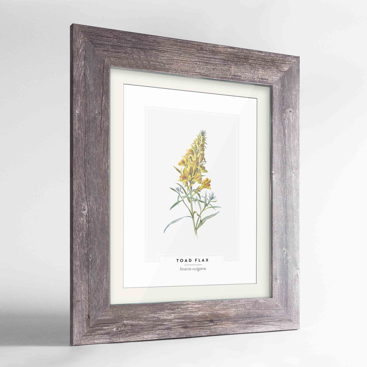 Toad Flax Botanical Art Print - Framed