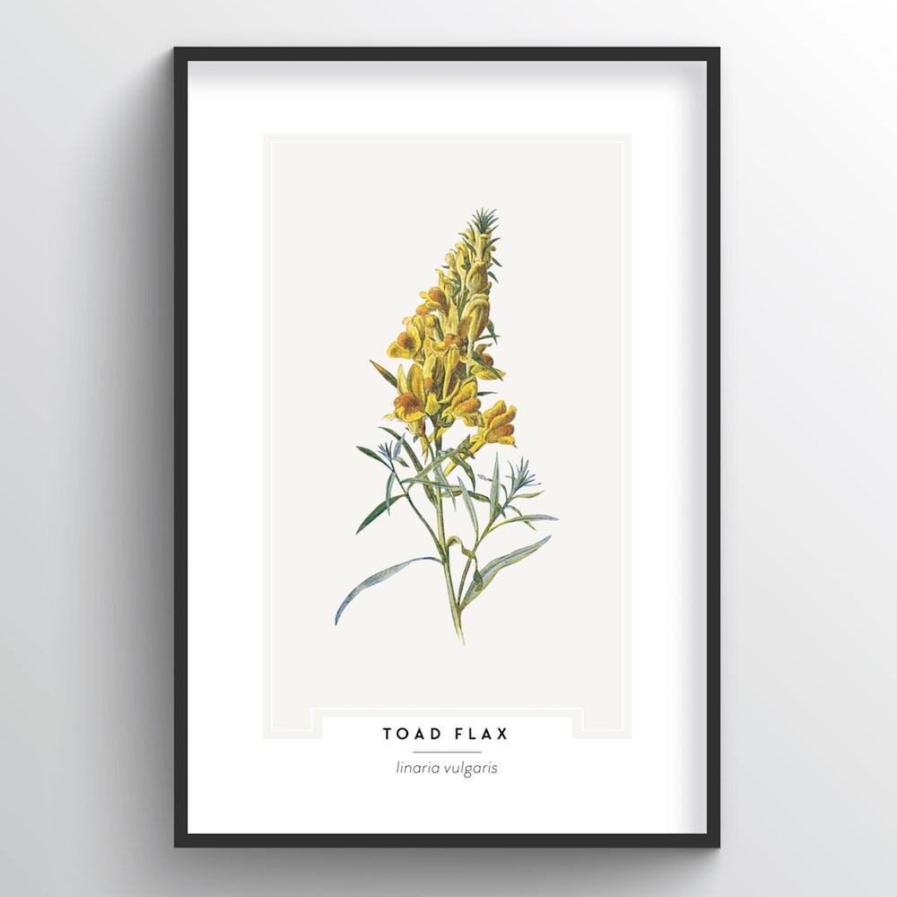 Toad Flax Botanical Art Print