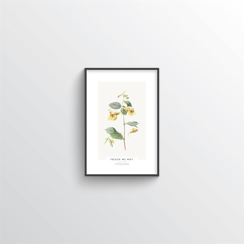 Touch Me Not Botanical Art Print