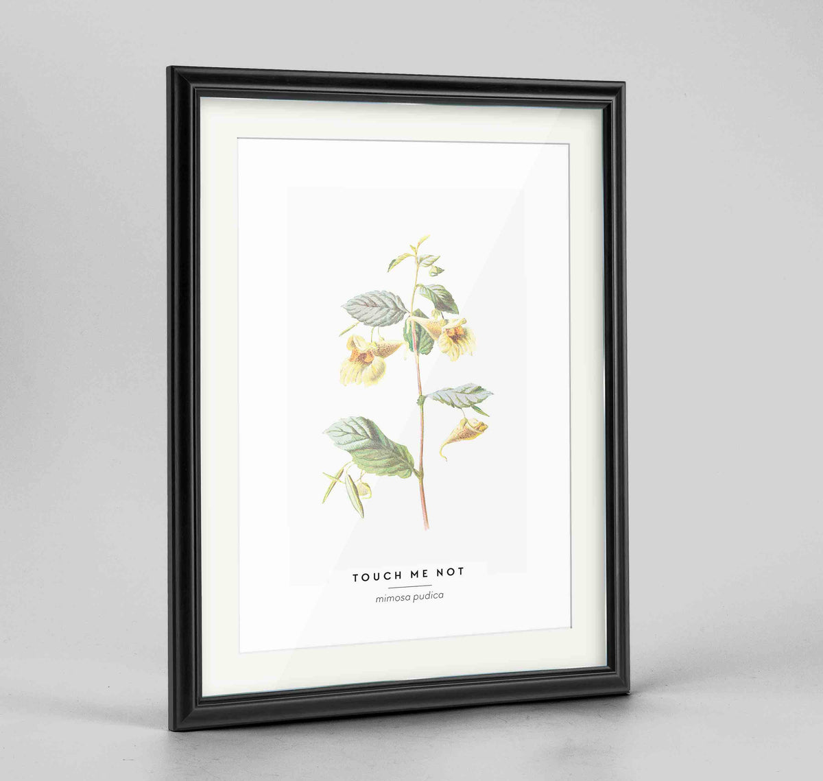 Touch Me Not Botanical Art Print - Framed