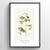 Touch Me Not Botanical Art Print