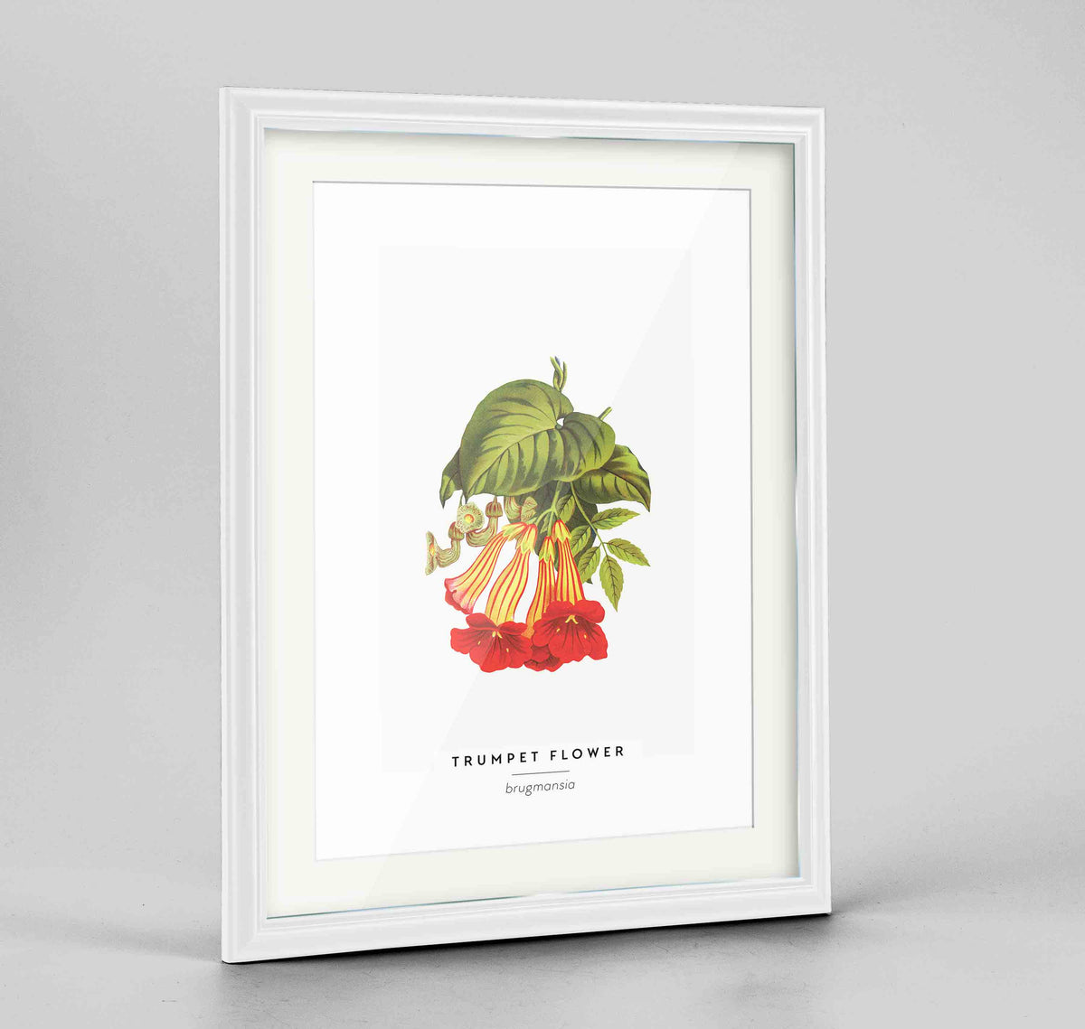 Trumpet Flower Botanical Art Print - Framed