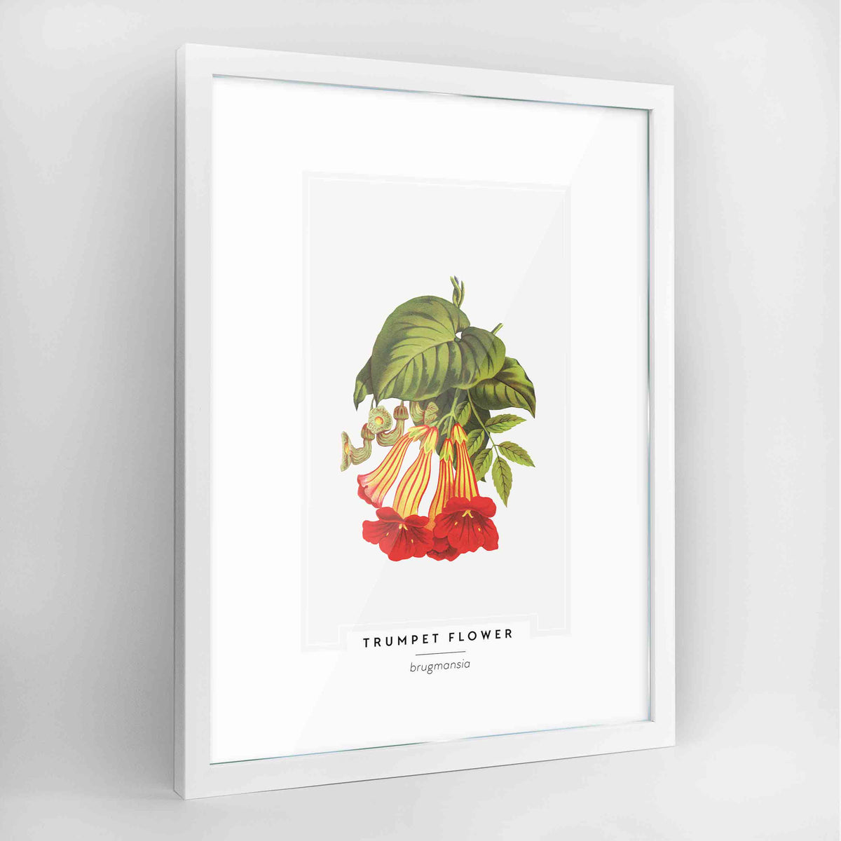 Trumpet Flower Botanical Art Print - Framed