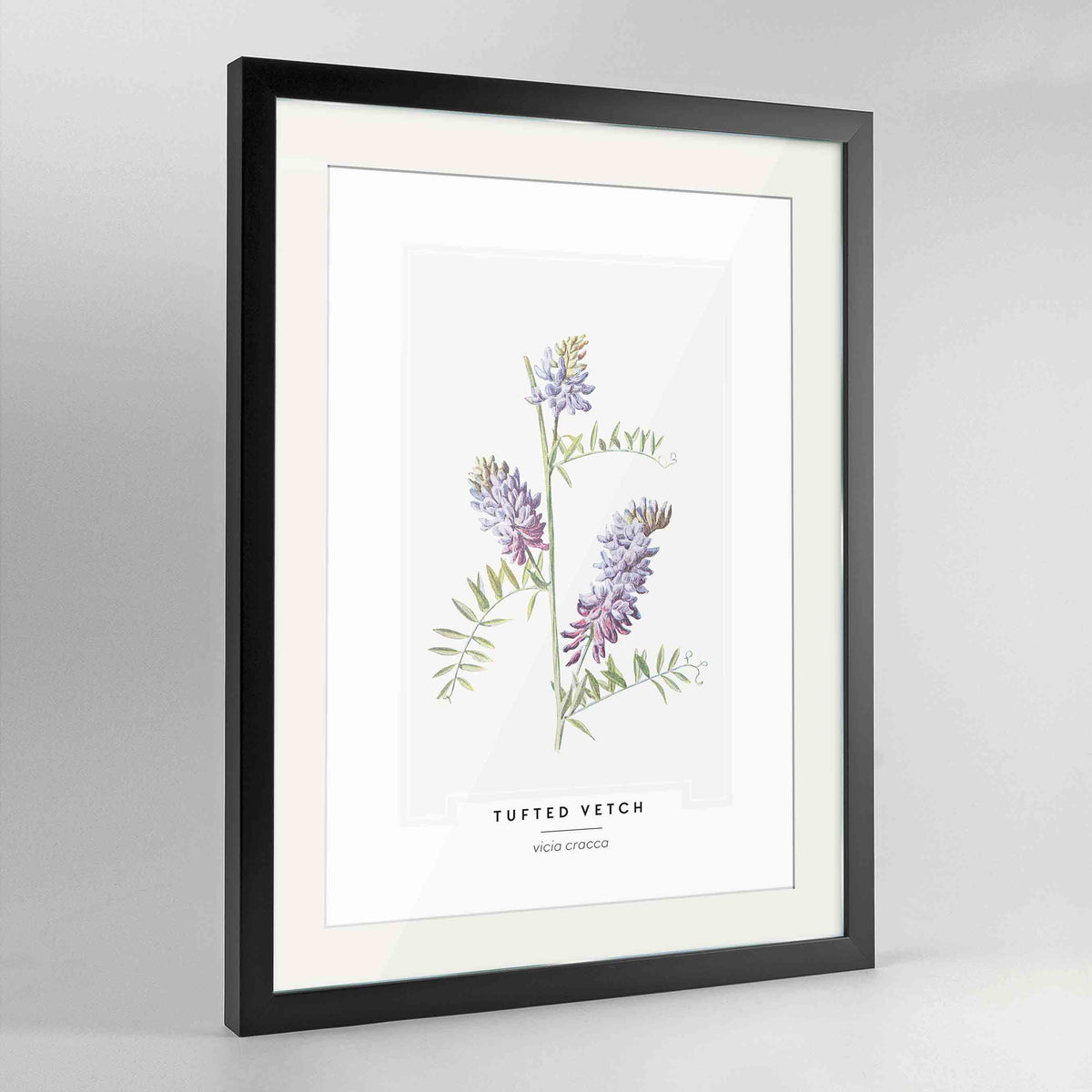 Tufted Vetch Botanical Art Print - Framed