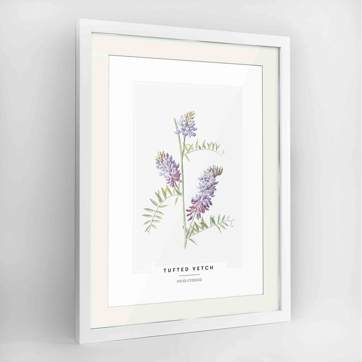 Tufted Vetch Botanical Art Print - Framed