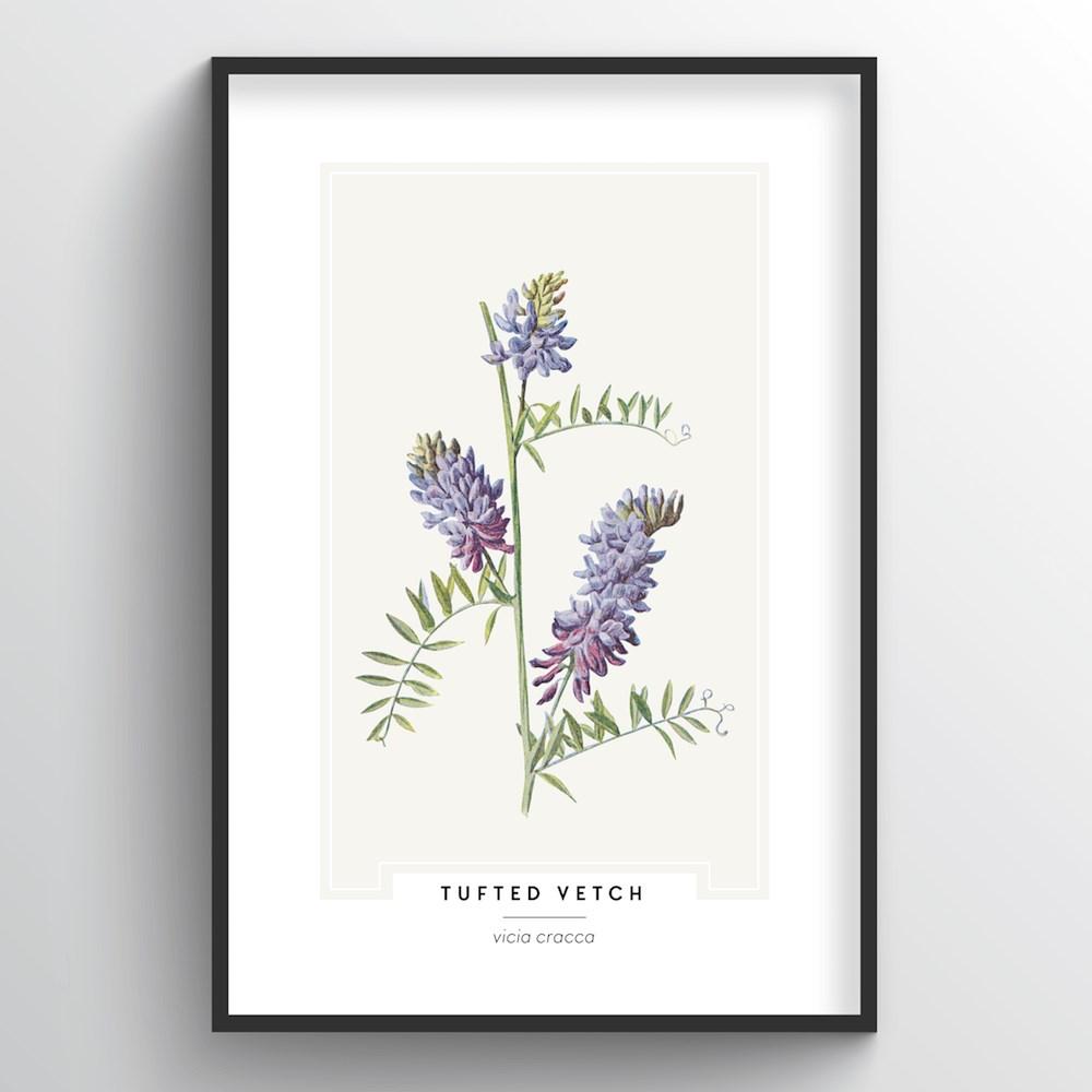 Tufted Vetch Botanical Art Print