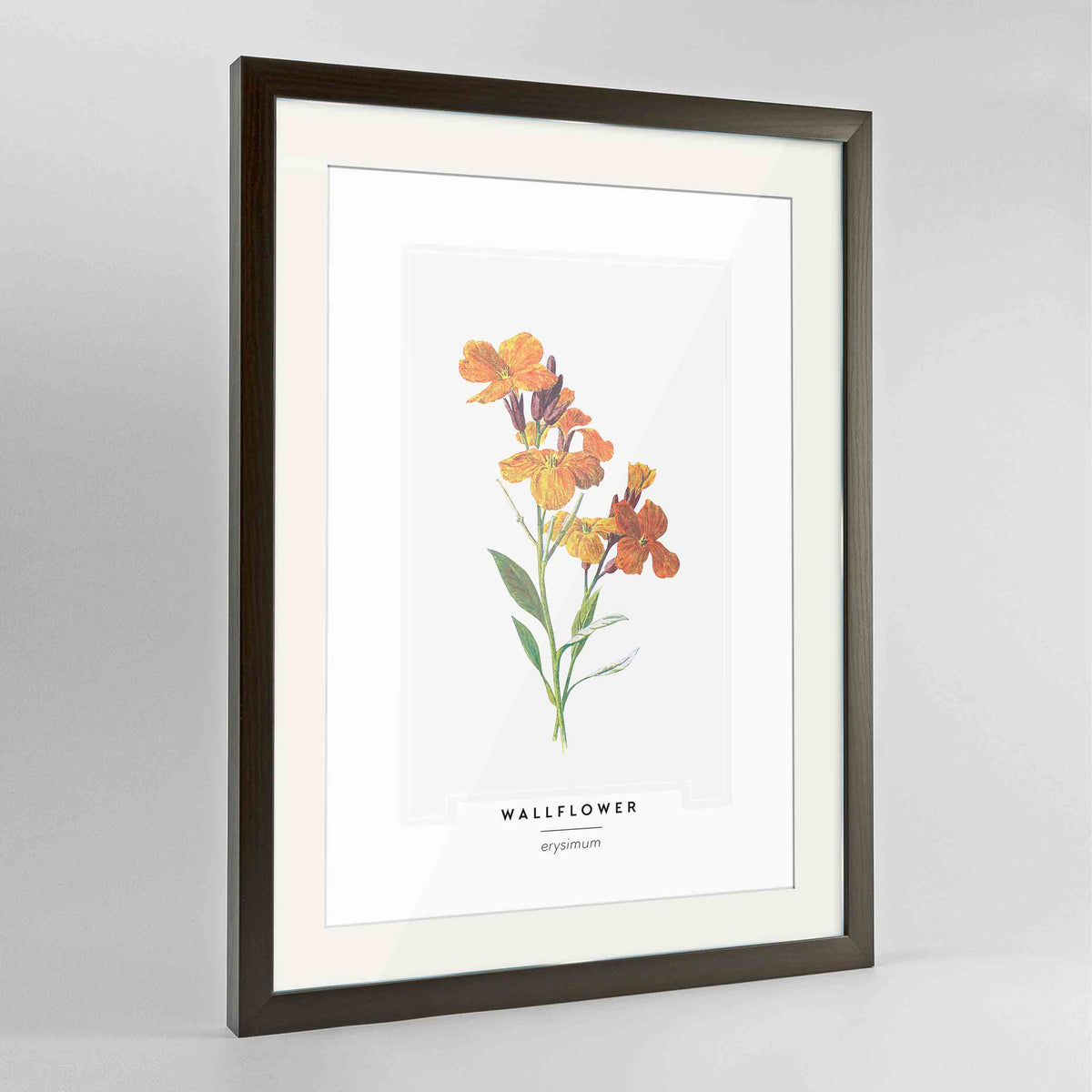 Wallflower Botanical Art Print - Framed