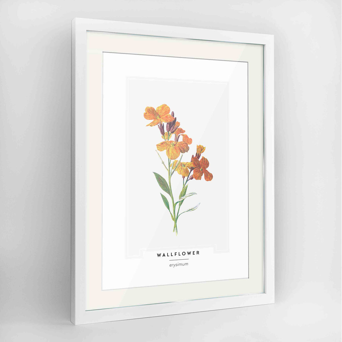 Wallflower Botanical Art Print - Framed