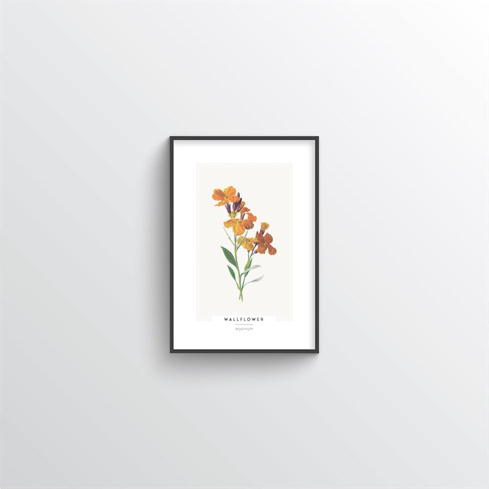 Wallflower Botanical Art Print