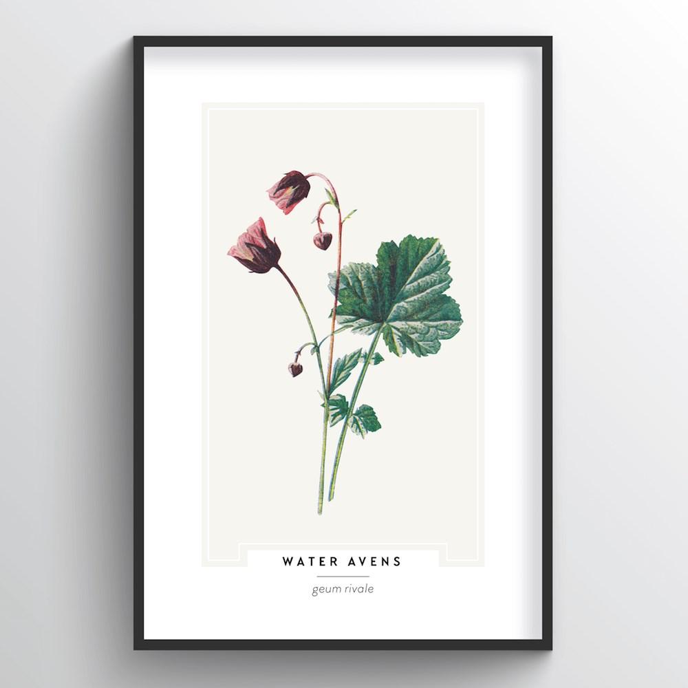 Water Avens Botanical Art Print